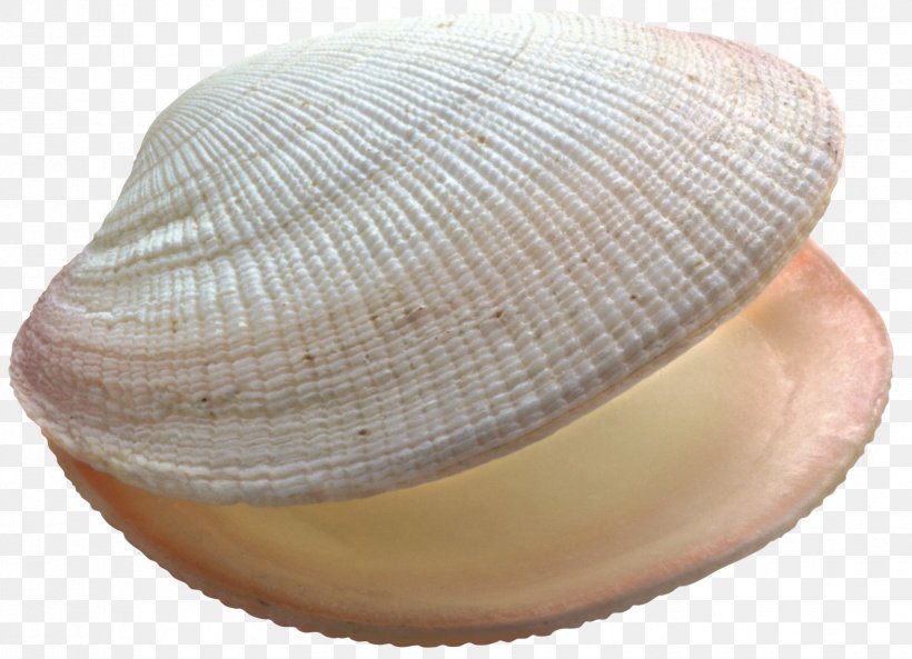 Seashell Clam Clip Art, PNG, 1658x1201px, Seashell, Baltic Clam, Cap, Clam, Clams Oysters Mussels And Scallops Download Free
