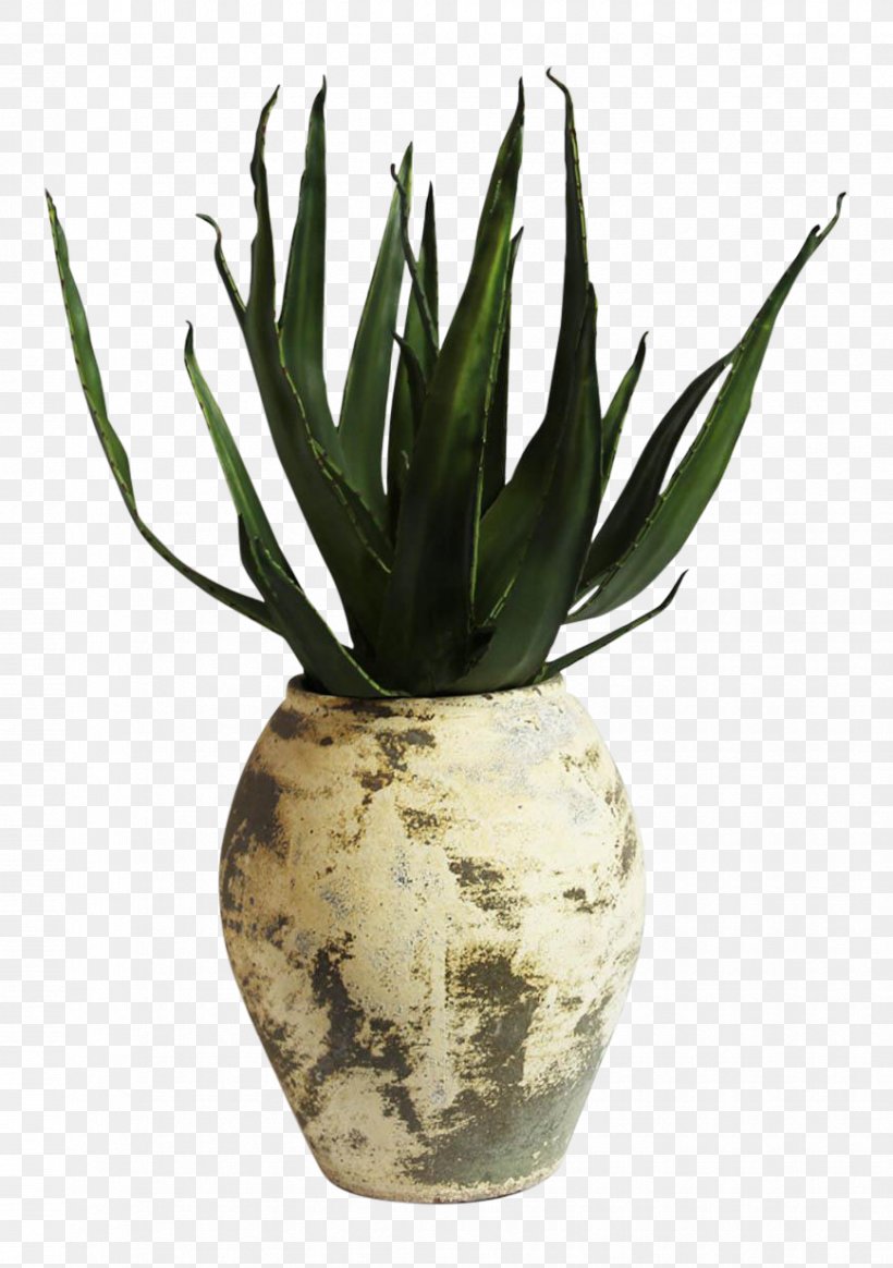 Agave Azul Flowerpot Aloe Vera, PNG, 868x1233px, Agave Azul, Agave, Aloe, Aloe Vera, Flowerpot Download Free