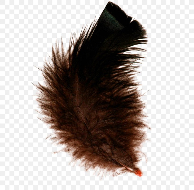 Feather Digital Image Animaatio, PNG, 578x800px, Feather, Animaatio, Computer Animation, Digital Image, Fur Download Free