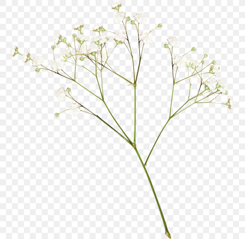 Flower Clip Art, PNG, 757x800px, Flower, Branch, Drawing, Grass, Leaf Download Free