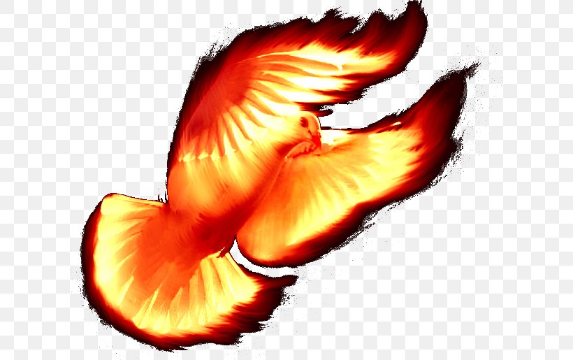 Holy Spirit Beak Sacred Understanding, PNG, 620x515px, Holy Spirit, Beak, Fish, Fruit, Orange Download Free