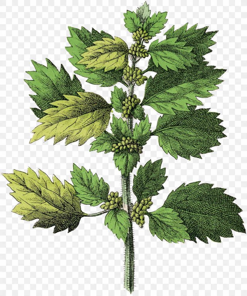 Common Nettle Small Nettle Medicinal Plants White Horehound White Dead-nettle, PNG, 1506x1800px, Common Nettle, Deadnettles, Dioecy, Drawing, Herb Download Free