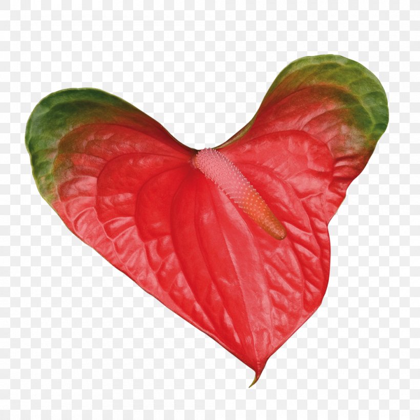 Petal Leaf, PNG, 1000x1000px, Petal, Flower, Heart, Leaf, Plant Download Free