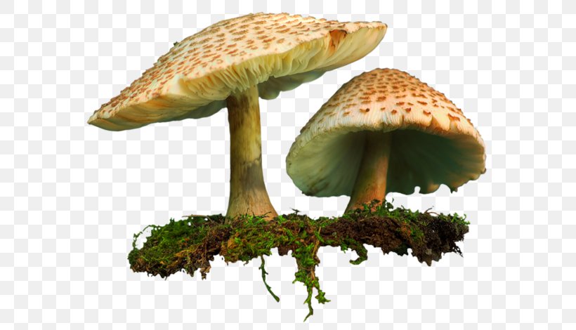 Shiitake Hot Pot Mushroom Matsutake, PNG, 600x470px, Shiitake, Allah, Edible Mushroom, Fungus, Gossip Download Free