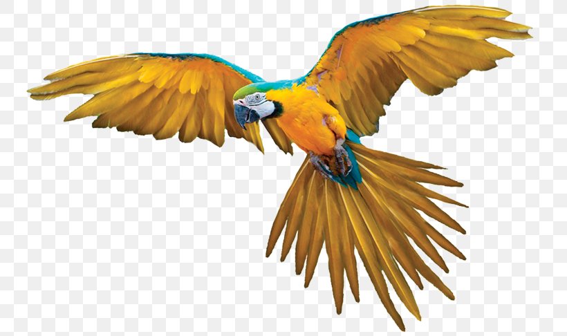 Bird Parrot Clip Art, PNG, 750x486px, Bird, Beak, Fauna, Feather, Macaw Download Free