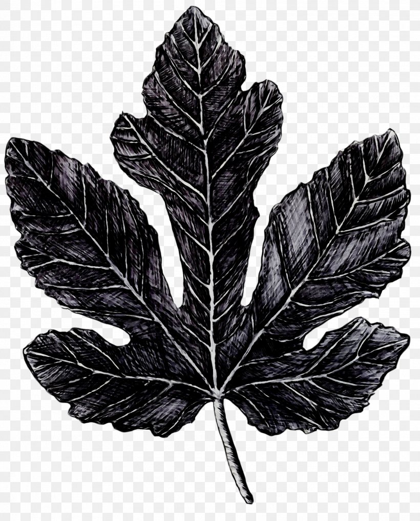 Black & White, PNG, 1906x2363px, Black White M, Blackandwhite, Botany, Flower, Flowering Plant Download Free
