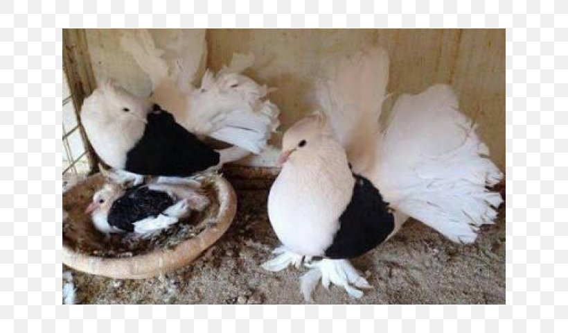 Columbidae Domestic Pigeon Ranchi Bird Fancy Pigeon, PNG, 640x480px, Columbidae, Beak, Bird, Chalet, Cheap Download Free