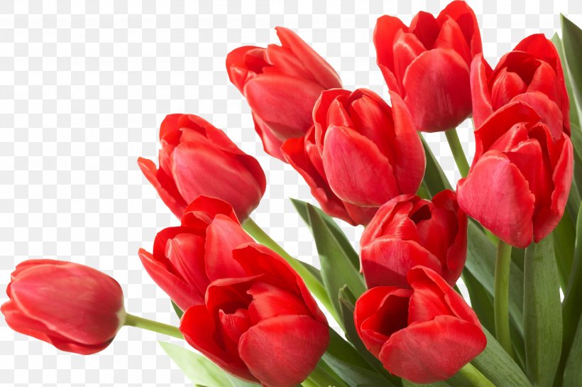 Flower Tulip Desktop Wallpaper, PNG, 2749x1828px, Flower, Bud, Cut Flowers, Dots Per Inch, Drawing Download Free