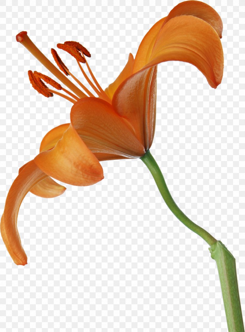 Lilium Petal Cut Flowers, PNG, 884x1200px, Lilium, Cut Flowers, Flower, Flower Bouquet, Flowering Plant Download Free