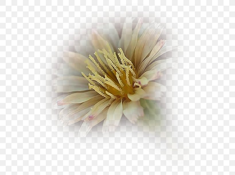 Love Happiness Wish Joy Good, PNG, 581x612px, Love, Anxiety, Aster, Beige, Chrysanths Download Free