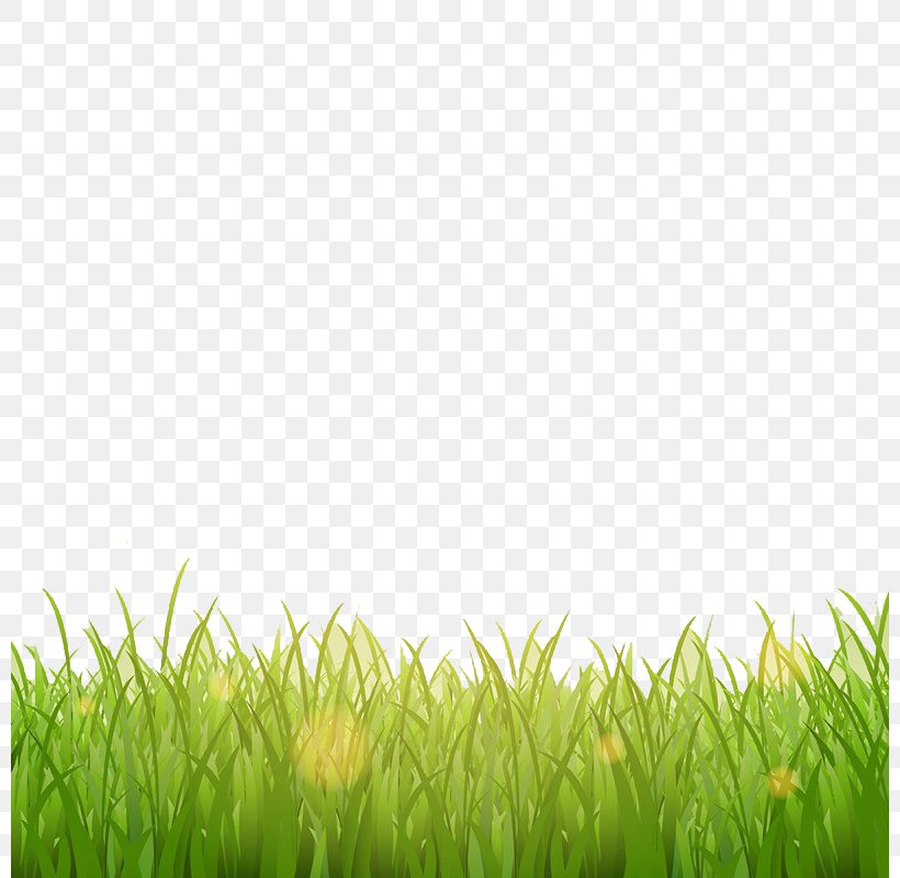 Photography Illustration, PNG, 800x800px, Photography, Commodity, Crop, Field, Grass Download Free