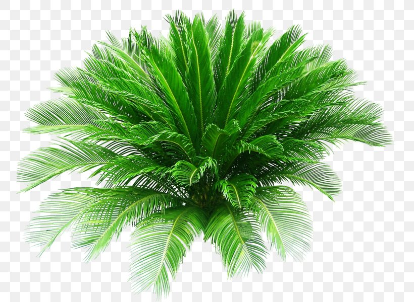 Sago Palm Pygmy Date Palm Arecaceae Houseplant, PNG, 756x600px, Sago Palm, Areca Palm, Arecaceae, Arecales, Attalea Speciosa Download Free