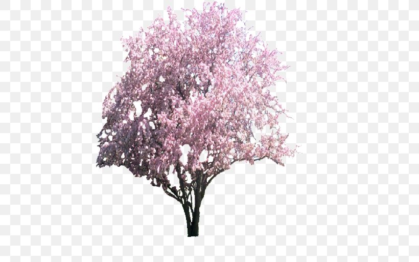 Tree Cherry Blossom Apples Magnolia, PNG, 512x512px, Tree, Apples, Blossom, Branch, Cherry Blossom Download Free
