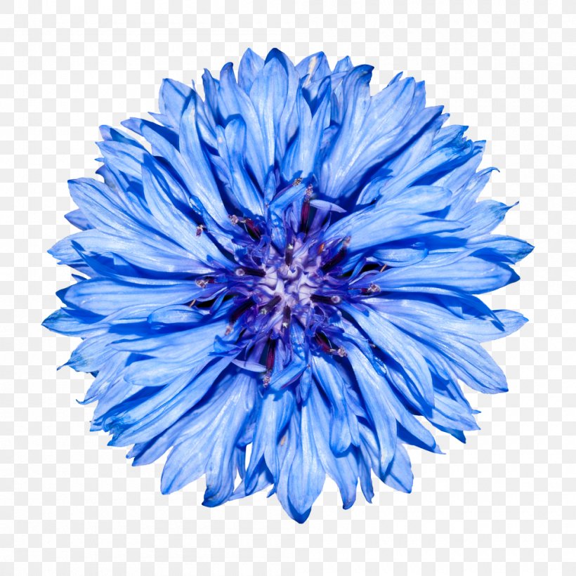 Cornflower Blue Stock Photography, PNG, 1000x1000px, Cornflower, Aster, Blue, Blue Flower, Chrysanths Download Free