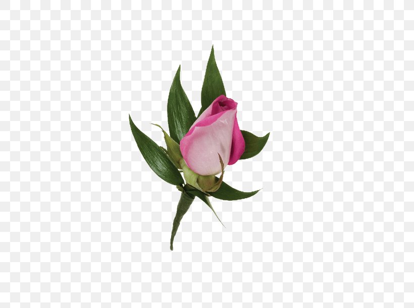Garden Roses Boutonnière Corsage Flower, PNG, 500x611px, Garden Roses, Arumlily, Bud, Corsage, Cut Flowers Download Free