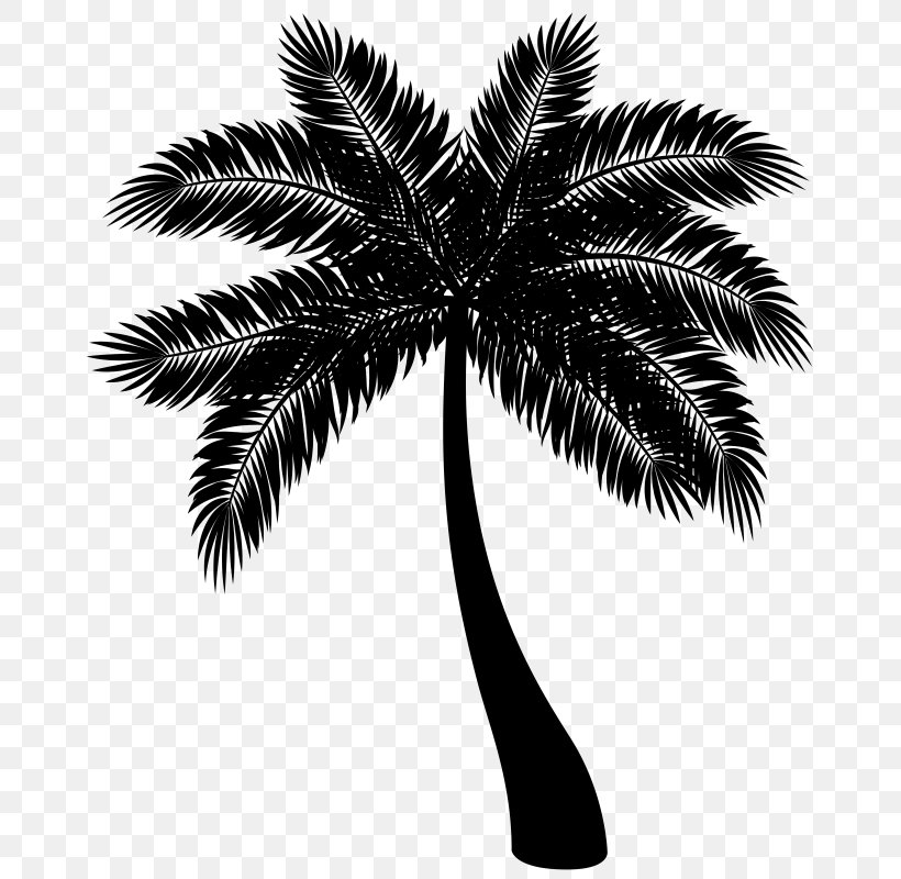 Howea Forsteriana Palm Trees Houseplant Image Plants, PNG, 684x800px, Howea Forsteriana, Areca Palm, Arecales, Attalea Speciosa, Black Download Free
