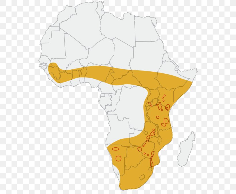 Map Animal, PNG, 560x674px, Map, Animal, Tuberculosis, Yellow Download Free