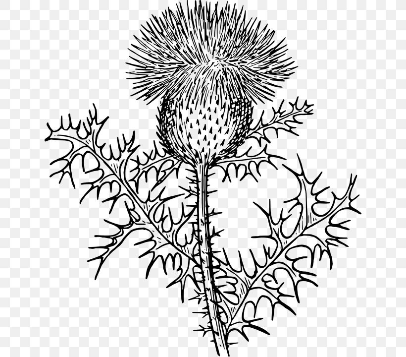 Musk Thistle Scotland Clip Art, PNG, 640x720px, Thistle, Artwork, Black And White, Botany, Branch Download Free