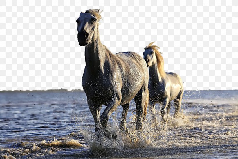 Mustang Icelandic Horse Stallion Mare White, PNG, 1016x677px, Mustang, Black, Equestrianism, Equine Anatomy, Equine Nutrition Download Free