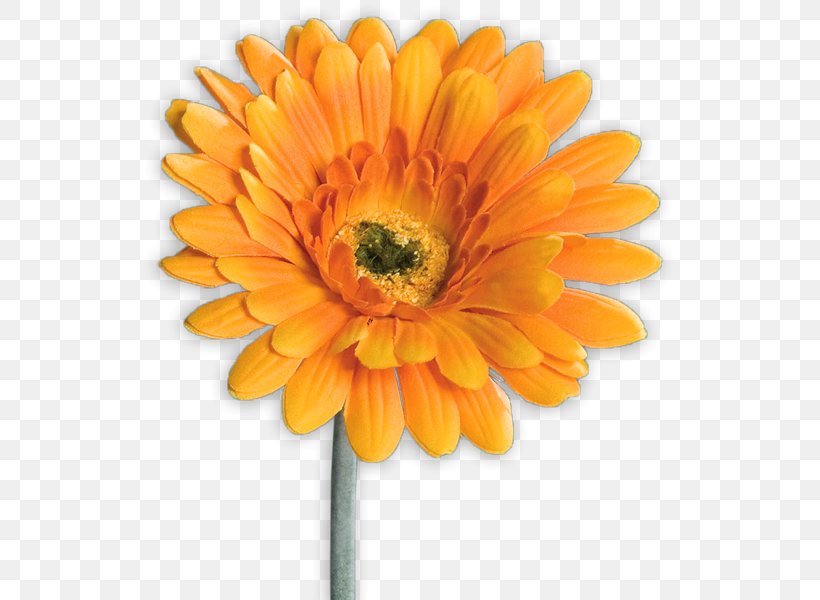 Transvaal Daisy XXXLutz Artificial Flower Mann Mobilia GmbH, PNG, 600x600px, Transvaal Daisy, Accessoire, Annual Plant, Artificial Flower, Blume Download Free