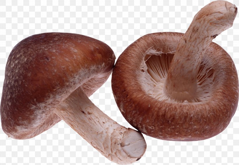 Shiitake Dietary Supplement Mushroom Food Appetite, PNG, 3088x2138px, Shiitake, Active Hexose Correlated Compound, Agaricaceae, Agaricus, Annulus Download Free