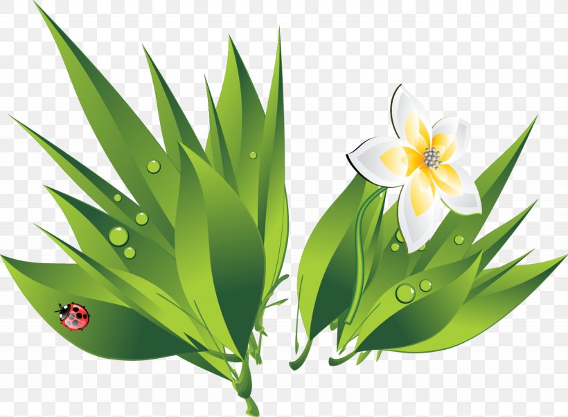 Drop White Bubble Icon, PNG, 1435x1055px, Drop, Bubble, Flora, Flower, Flowering Plant Download Free