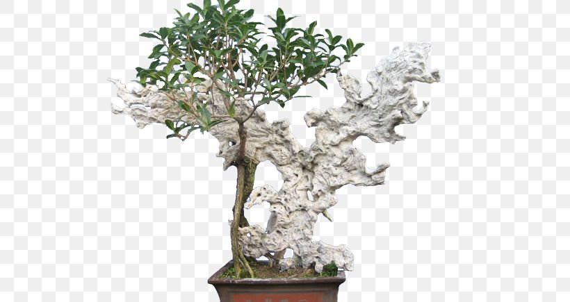 Sageretia Theezans Bonsai Flowerpot, PNG, 580x435px, Sageretia Theezans, Bonsai, Designer, Flowerpot, Google Images Download Free