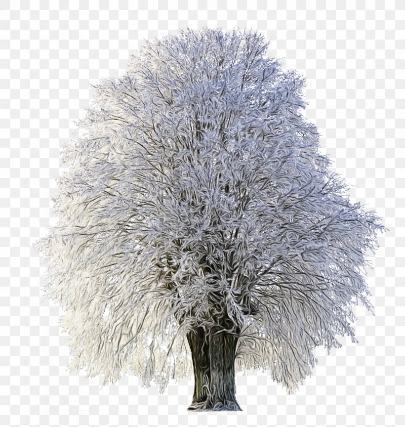 Tree White Plant Woody Plant Branch, PNG, 1214x1280px, Watercolor, Branch, Frost, Grass, Leaf Download Free