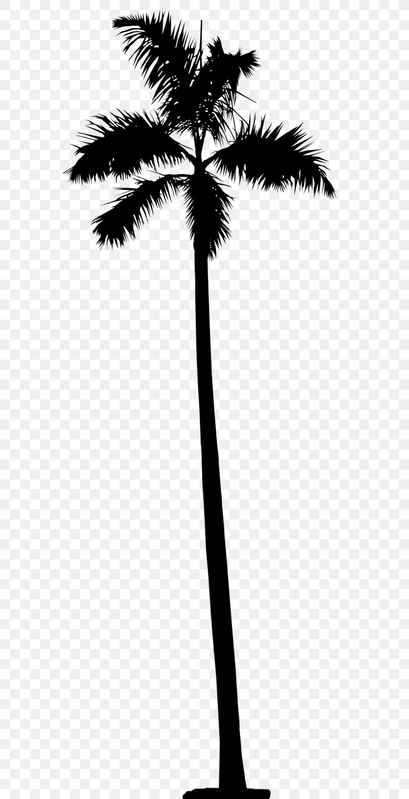 Asian Palmyra Palm Date Palm Leaf Palm Trees Plant Stem, PNG, 568x1600px, Asian Palmyra Palm, Arecales, Blackandwhite, Borassus, Botany Download Free