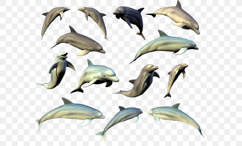 Common Bottlenose Dolphin Short-beaked Common Dolphin Tucuxi Porpoise, PNG, 600x497px, Common Bottlenose Dolphin, Automotive Design, Bottlenose Dolphin, Cetacea, Dolphin Download Free