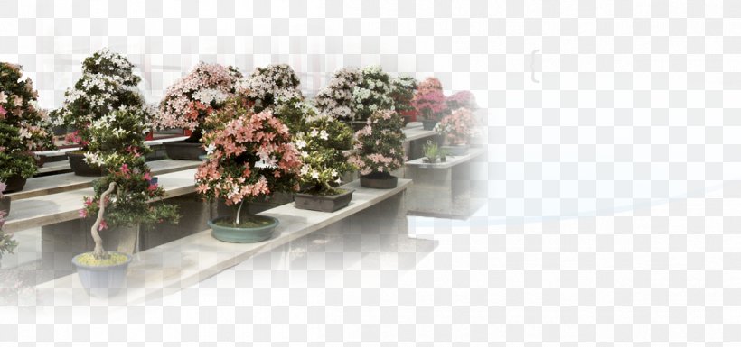 Flowerpot Indoor Bonsai Jade Plant Chinese Sweet Plum, PNG, 1199x563px, Flowerpot, Bonsai, Chinese Sweet Plum, Flora, Floral Design Download Free
