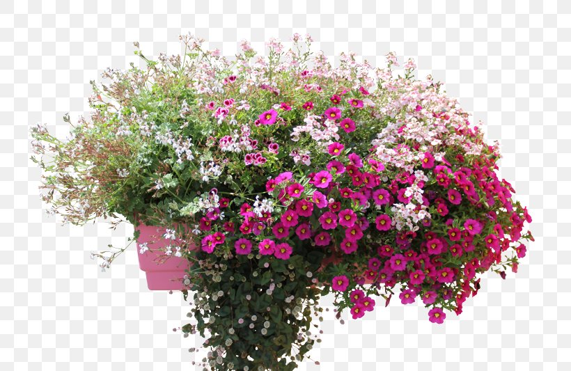Geraniums Annual Plant Vervain Flowerpot, PNG, 800x533px, Geraniums, Annual Plant, Combination, Cut Flowers, Floral Design Download Free