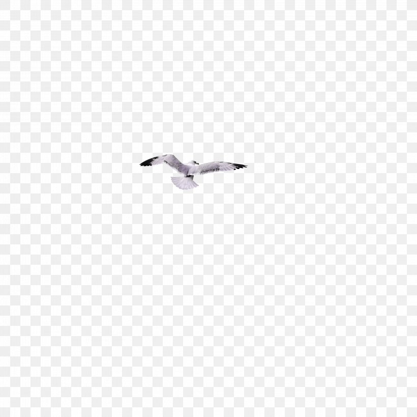Sweden European Herring Gull Duck Goose Cygnini, PNG, 3196x3195px, Sweden, Beak, Bird, Charadriiformes, Chromium Download Free