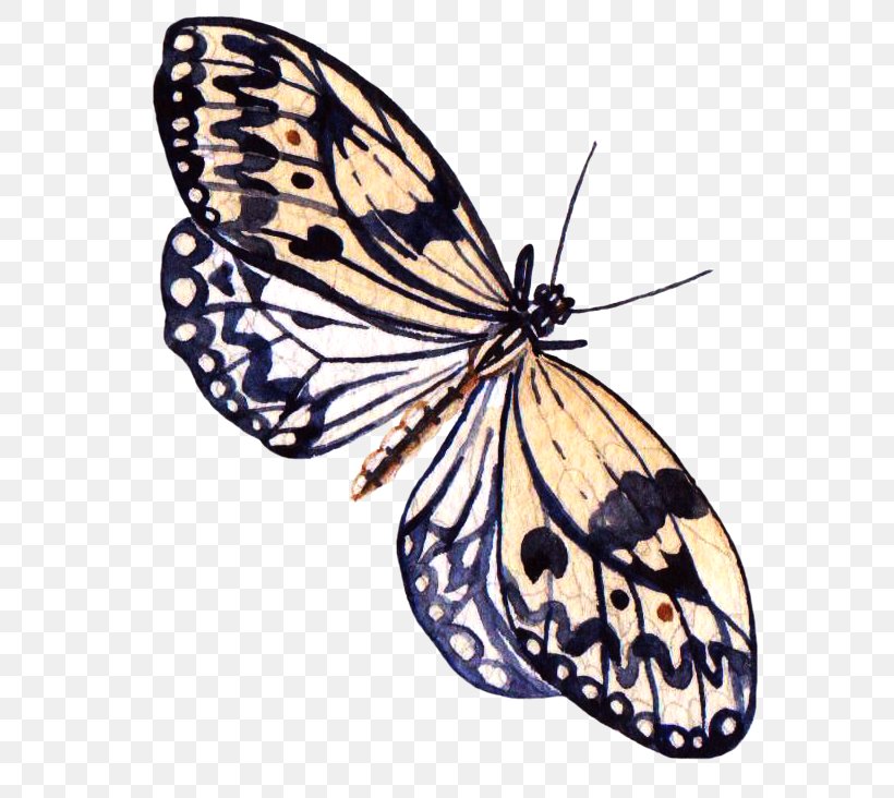 Butterfly Painting Information, PNG, 632x732px, Butterfly, Arthropod, Brush Footed Butterfly, Butterflies And Moths, Data Download Free