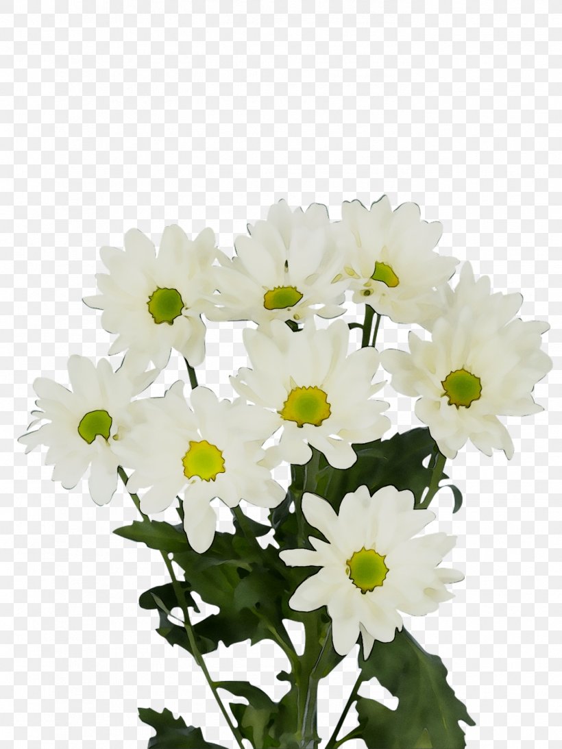 Chrysanthemum Oxeye Daisy Marguerite Daisy Feverfew Transvaal Daisy, PNG, 1391x1855px, Chrysanthemum, Annual Plant, Artificial Flower, Aster, Asterales Download Free