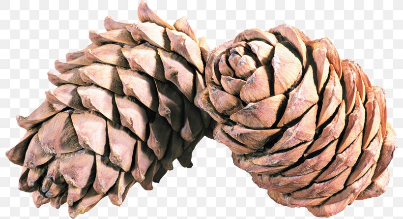 Conifer Cone Pine Clip Art, PNG, 800x445px, Conifer Cone, Digital Image, Information, Material, Photography Download Free