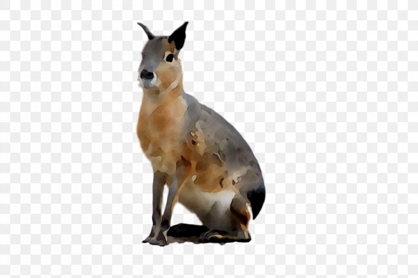 Kangaroo Fauna Terrestrial Animal Snout, PNG, 1050x700px, Kangaroo, Animal, Fauna, Fawn, Macropodidae Download Free