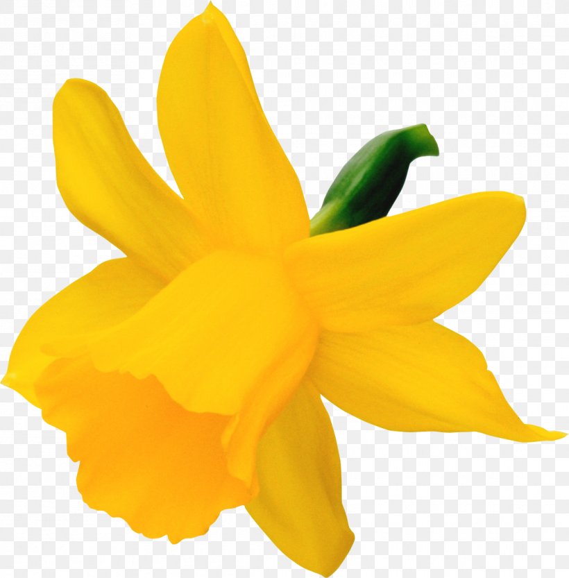 Narcissus Daffodil Clip Art, PNG, 1115x1134px, Narcissus, Amaryllis Family, Cattleya, Daffodil, Dropdown List Download Free