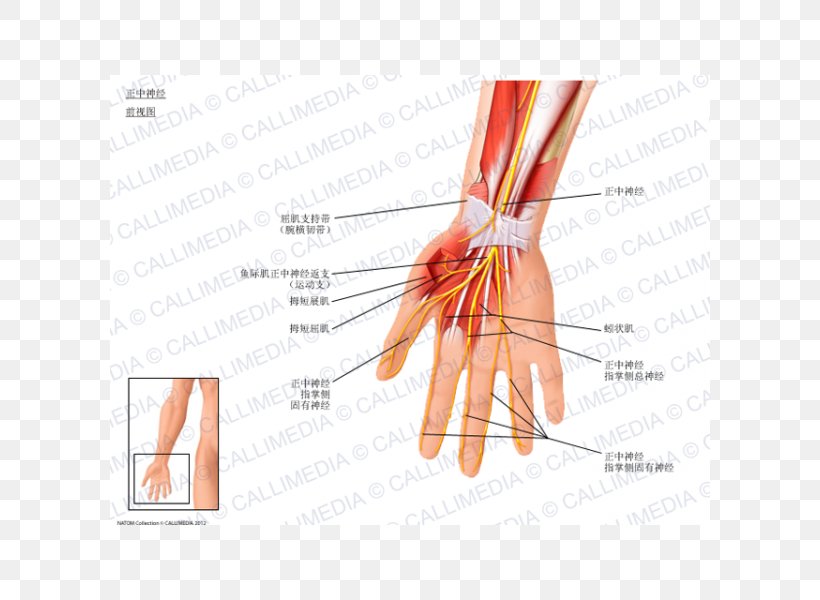Thumb Median Nerve Flexor Digitorum Profundus Muscle, PNG, 600x600px, Watercolor, Cartoon, Flower, Frame, Heart Download Free