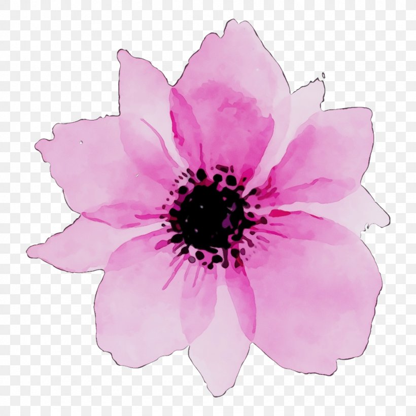 Watercolor Pink Flowers, PNG, 1024x1024px, Watercolor, Anemone, Annual Plant, Drawing, Floral Design Download Free