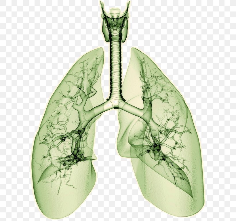 Drawing Lung Research, PNG, 610x770px, Watercolor, Cartoon, Flower, Frame, Heart Download Free