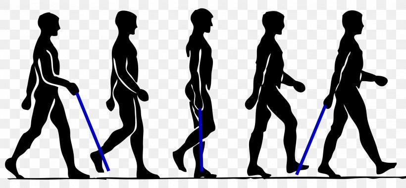 Walking Person Clip Art, PNG, 2692x1250px, Walking, Bipedal Gait Cycle, Footwear, Gait, Homo Sapiens Download Free