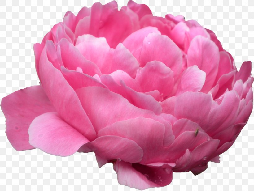 Peony Desktop Wallpaper Clip Art, PNG, 900x679px, Peony, Cut Flowers, Flower, Flowering Plant, Garden Roses Download Free