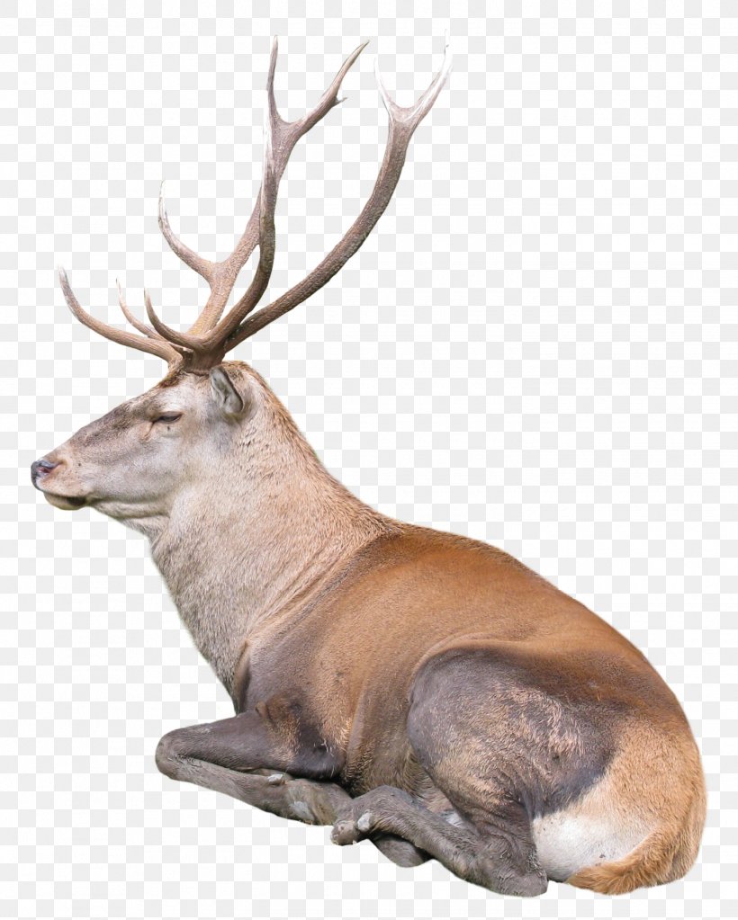 Reindeer Rudolph, PNG, 1450x1809px, Deer, Antler, Christmas, Elk, Fauna Download Free