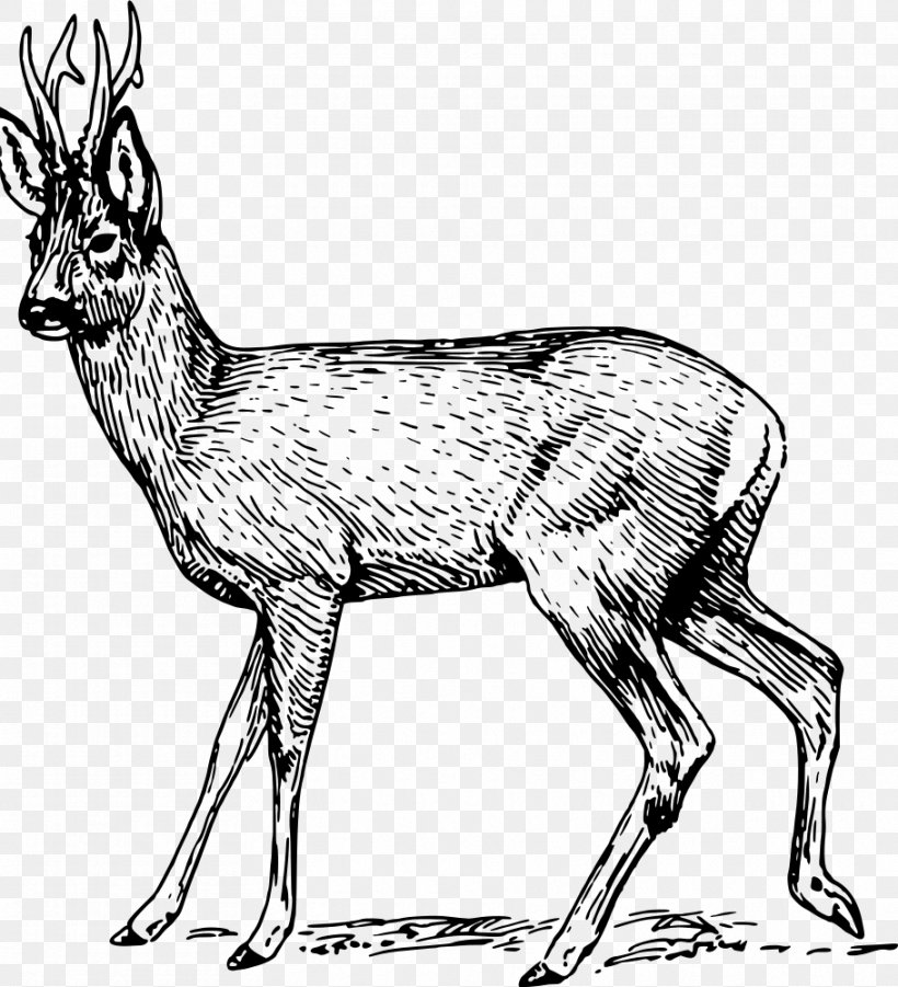 Roe Deer Musk Deers Clip Art, PNG, 910x1000px, Deer, Animal Figure, Antelope, Antler, Black And White Download Free