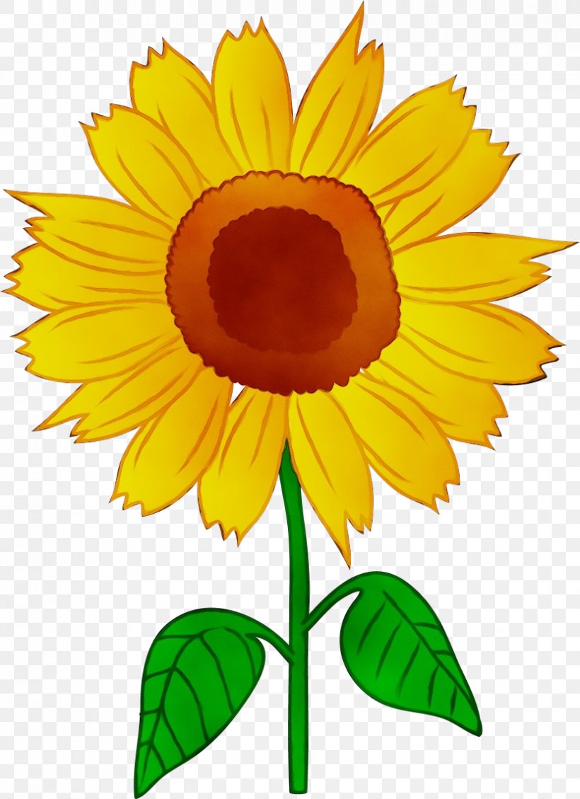 Sunflower, PNG, 830x1143px, Watercolor, Annual Plant, Asterales, Calendula, Cartoon Download Free