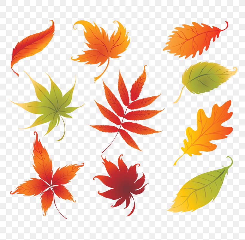 Vector Graphics Stock Photography Leaf Autumn Color, PNG, 804x804px, Stock Photography, Autumn, Color, Flower, Flowering Plant Download Free