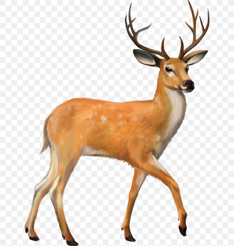 White-tailed Deer Mule Deer Clip Art, PNG, 649x863px, Deer, Antelope, Antler, Deer Hunting, Fauna Download Free