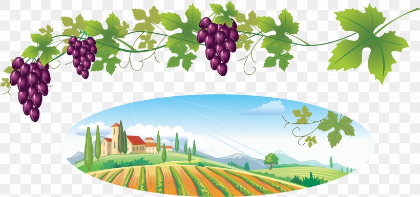 Common Grape Vine Wine Clip Art, PNG, 6875x3234px, Common Grape Vine, Art, Berry, Branch, Flora Download Free