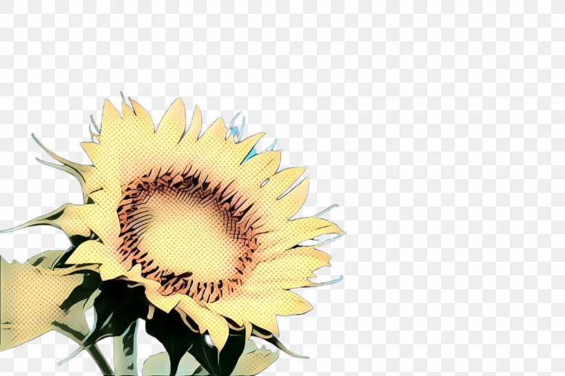 Flowers Background, PNG, 2448x1632px, Pop Art, Closeup, Common Sunflower, Computer, Cut Flowers Download Free